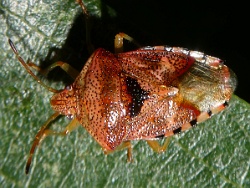 Reference :  Elasmucha grisea - Parent Bug  - P1030064