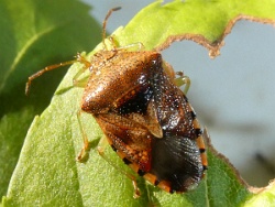 Reference :  Elasmucha grisea - Parent Bug  - P1140489