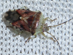 Reference :  Elasmucha grisea - Parent Bug  - P1220470