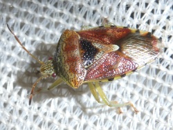 Reference :  Elasmucha grisea - Parent Bug  - P1340925