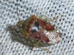 Reference :  Elasmucha grisea - Parent Bug  - P1340928