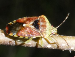 Reference :  Elasmucha grisea - Parent Bug  - P1340933