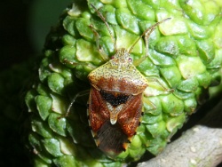 Reference :  Elasmucha grisea - Parent Bug  - P1340936