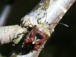 Reference :  Elasmucha grisea - Parent Bug  - P1340947