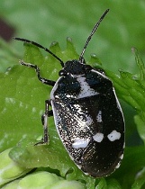 Reference :  Eurydema oleracea - Crucifer Shieldbug  - IMGP4641