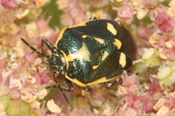 Reference :  Eurydema oleracea - Crucifer Shieldbug  - KGB 1796