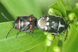 Reference :  Eurydema oleracea - Crucifer Shieldbug  - KGB 5133