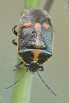 Reference :  Eurydema oleracea - Crucifer Shieldbug  - KGB 8559