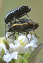 Reference :  Eurydema oleracea - Crucifer Shieldbug  - KGB 8584