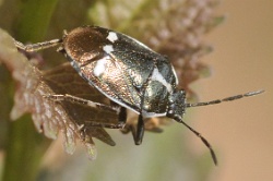 Reference :  Eurydema oleracea - Crucifer Shieldbug  - KGB 8600