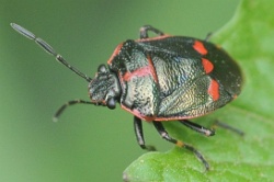 Reference :  Eurydema oleracea - Crucifer Shieldbug  - KGB 8686