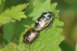 Reference :  Eurydema oleracea - Crucifer Shieldbug  - KGB 8692