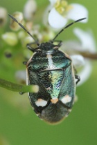 Reference :  Eurydema oleracea - Crucifer Shieldbug  - KGB 9120