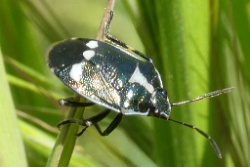 Reference :  Eurydema oleracea - Crucifer Shieldbug  - P1100296