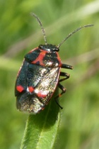 Reference :  Eurydema oleracea - Crucifer Shieldbug  - P1100345