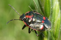 Reference :  Eurydema oleracea - Crucifer Shieldbug  - P1100360