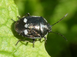 Reference :  Eurydema oleracea - Crucifer Shieldbug  - P1360050