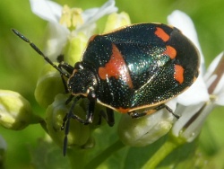 Reference :  Eurydema oleracea - Crucifer Shieldbug  - P1360060