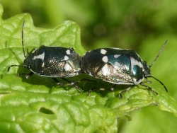 Reference :  Eurydema oleracea - Crucifer Shieldbug  - P1360065