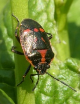 Reference :  Eurydema oleracea - Crucifer Shieldbug  - P1360071