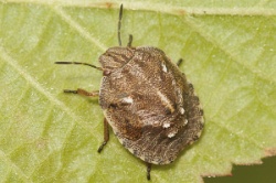 Reference :  Eurygaster testudinaria - Tortoise Bug  - KGB 1478