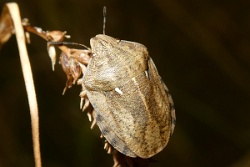 Reference :  Eurygaster testudinaria - Tortoise Bug  - P1040040