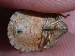 Reference :  Eurygaster testudinaria - Tortoise Bug  - P1330323