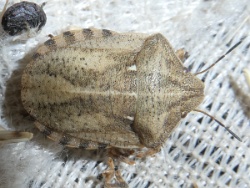 Reference :  Eurygaster testudinaria - Tortoise Bug  - P1330514