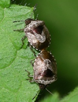 Reference :  Eysarcoris venustissimus - Woundwort Shieldbug  - IMGP9563