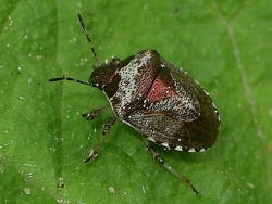 Reference :  Eysarcoris venustissimus - Woundwort Shieldbug  - IMGP9567