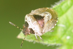 Reference :  Eysarcoris venustissimus - Woundwort Shieldbug  - KGB 0696