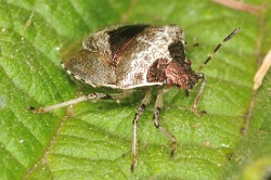 Reference :  Eysarcoris venustissimus - Woundwort Shieldbug  - KGB 0709