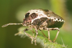 Reference :  Eysarcoris venustissimus - Woundwort Shieldbug  - KGB 0712