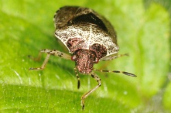 Reference :  Eysarcoris venustissimus - Woundwort Shieldbug  - KGB 6023