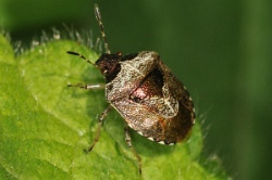 Reference :  Eysarcoris venustissimus - Woundwort Shieldbug  - KGB 6032