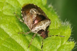 Reference :  Eysarcoris venustissimus - Woundwort Shieldbug  - KGB 6036