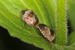 Reference :  Eysarcoris venustissimus - Woundwort Shieldbug  - KGB 7656