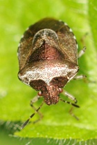 Reference :  Eysarcoris venustissimus - Woundwort Shieldbug  - KGB 7774