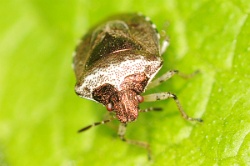 Reference :  Eysarcoris venustissimus - Woundwort Shieldbug  - KGB 7785