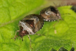 Reference :  Eysarcoris venustissimus - Woundwort Shieldbug  - KGB 7871