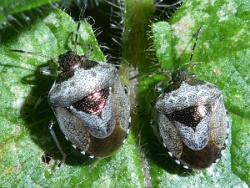 Reference :  Eysarcoris venustissimus - Woundwort Shieldbug  - P1230278