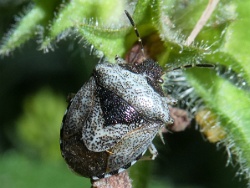 Reference :  Eysarcoris venustissimus - Woundwort Shieldbug  - P1310675