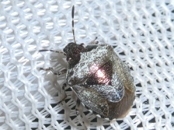 Reference :  Eysarcoris venustissimus - Woundwort Shieldbug  - P1330194