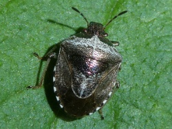 Reference :  Eysarcoris venustissimus - Woundwort Shieldbug  - P1360008