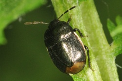 Reference :  Legnotus limbosus - Bordered Shieldbug  - KGB 9597