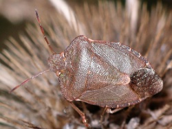 Reference :  Palomena prasina - Common Green Shieldbug  - IMGP3408