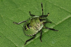 Reference :  Palomena prasina - Common Green Shieldbug  - KGB 0002