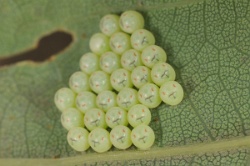 Reference :  Palomena prasina - Common Green Shieldbug  - KGB 0069