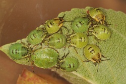 Reference :  Palomena prasina - Common Green Shieldbug  - KGB 0857