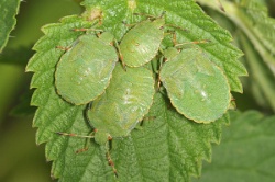 Reference :  Palomena prasina - Common Green Shieldbug  - KGB 1279